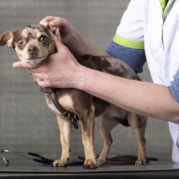 Vaccinaties